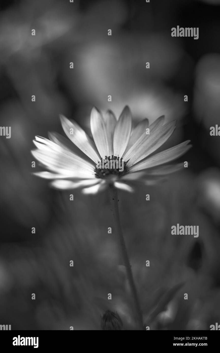I fiori sono un modo fantastico per connettersi con gli altri, portando sorrisi e sole nella vostra vita. Foto Stock