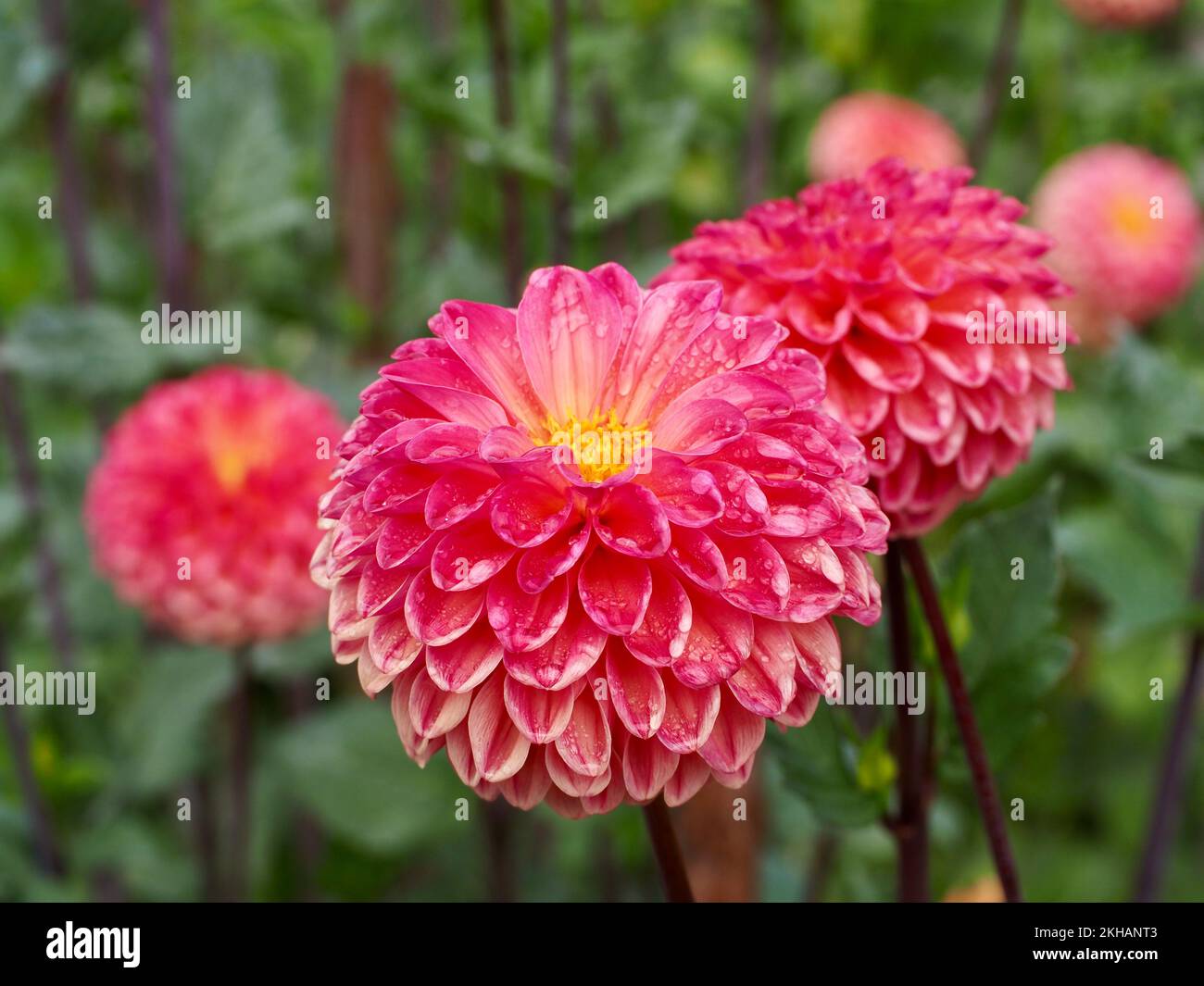 Dahlia Flowers nel giardino Foto Stock