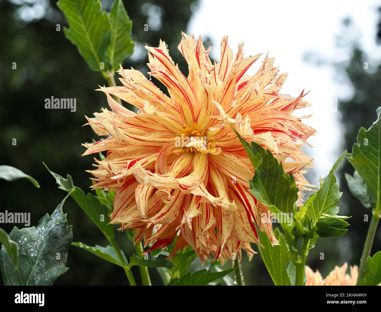 Dahlia Flowers nel giardino Foto Stock