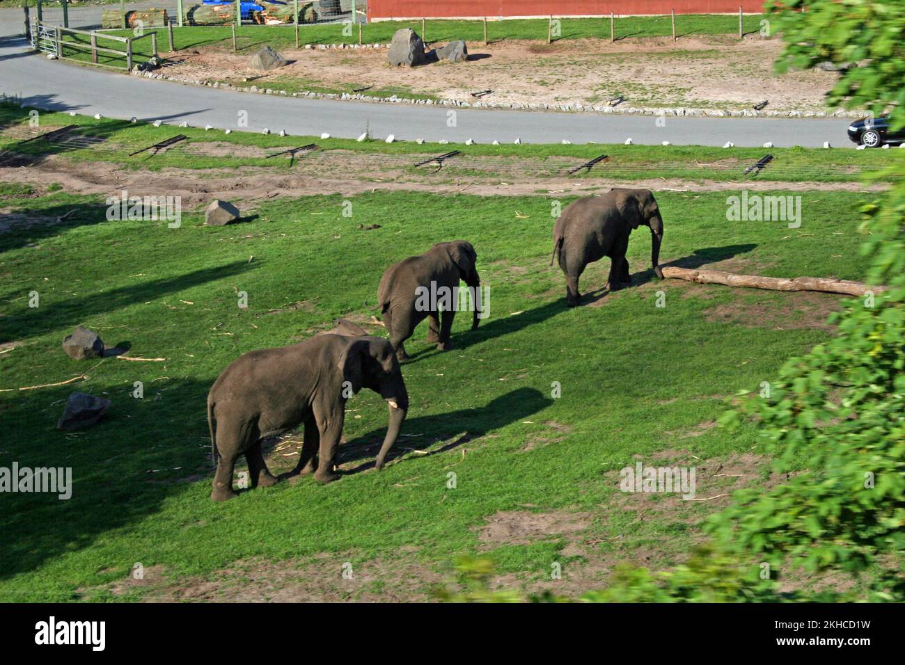 tre elefanti che camminano sull'erba Foto Stock
