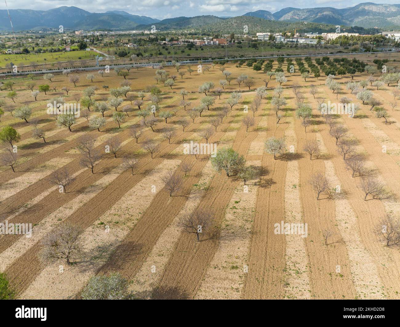 Veduta aerea, fiore di mandorle, piantagione con alberi di mandorle in fiore, vicino a Son Sardina, regione di Palma, Maiorca, Isole Baleari, Spagna, Europa Foto Stock