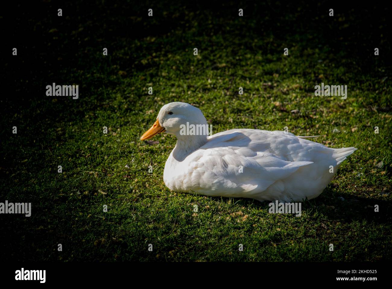 Anatra domestica camminare nel loro campo Foto Stock