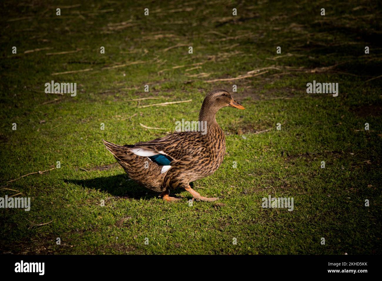 Anatra domestica camminare nel loro campo Foto Stock