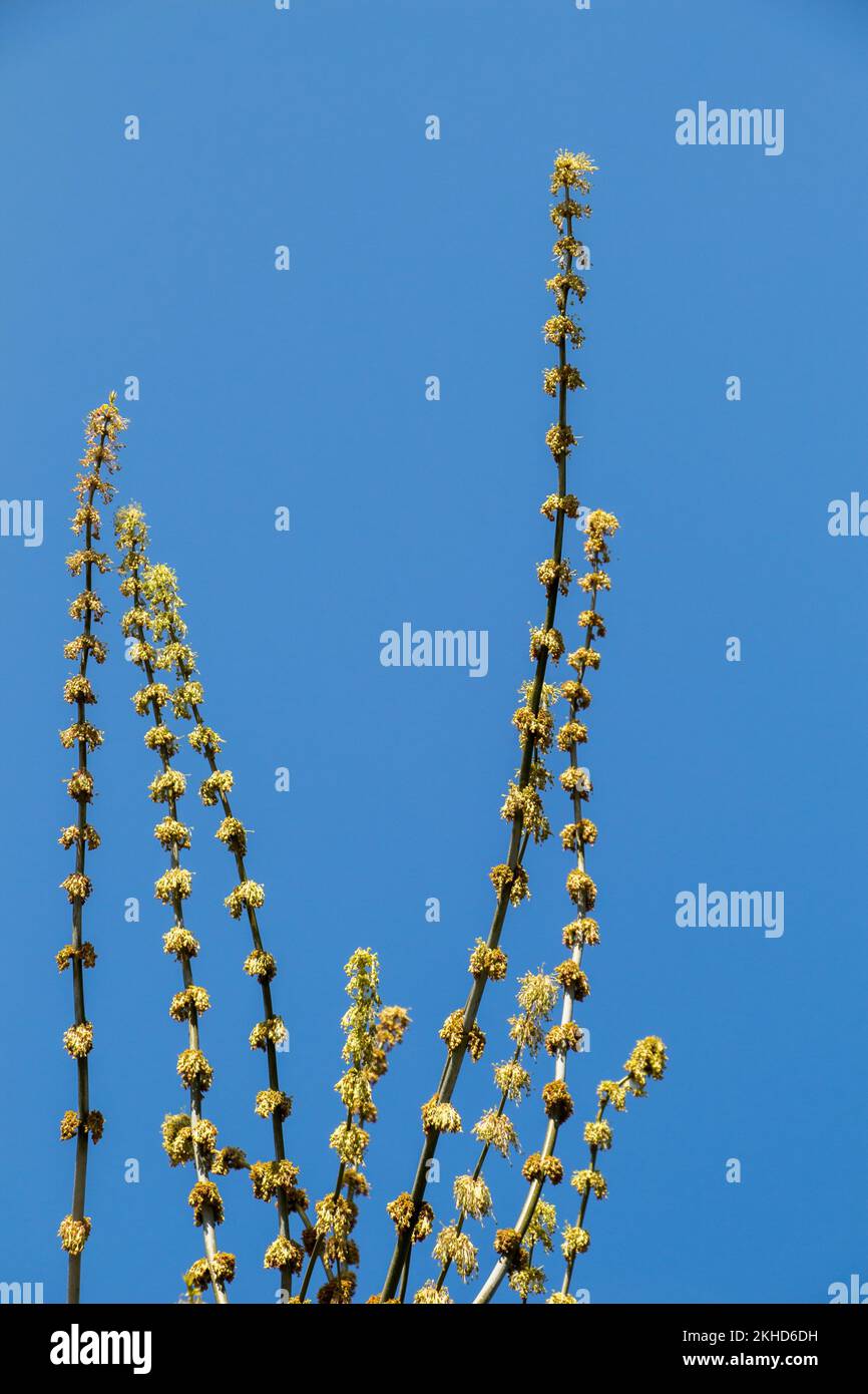 Una foto unica di brillante tenero offshoot di un albero che cresce Foto Stock