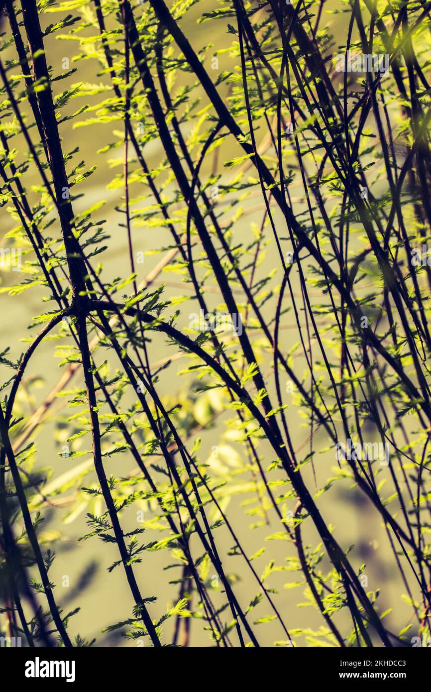 Una foto unica di brillante tenero offshoot di un albero che cresce Foto Stock