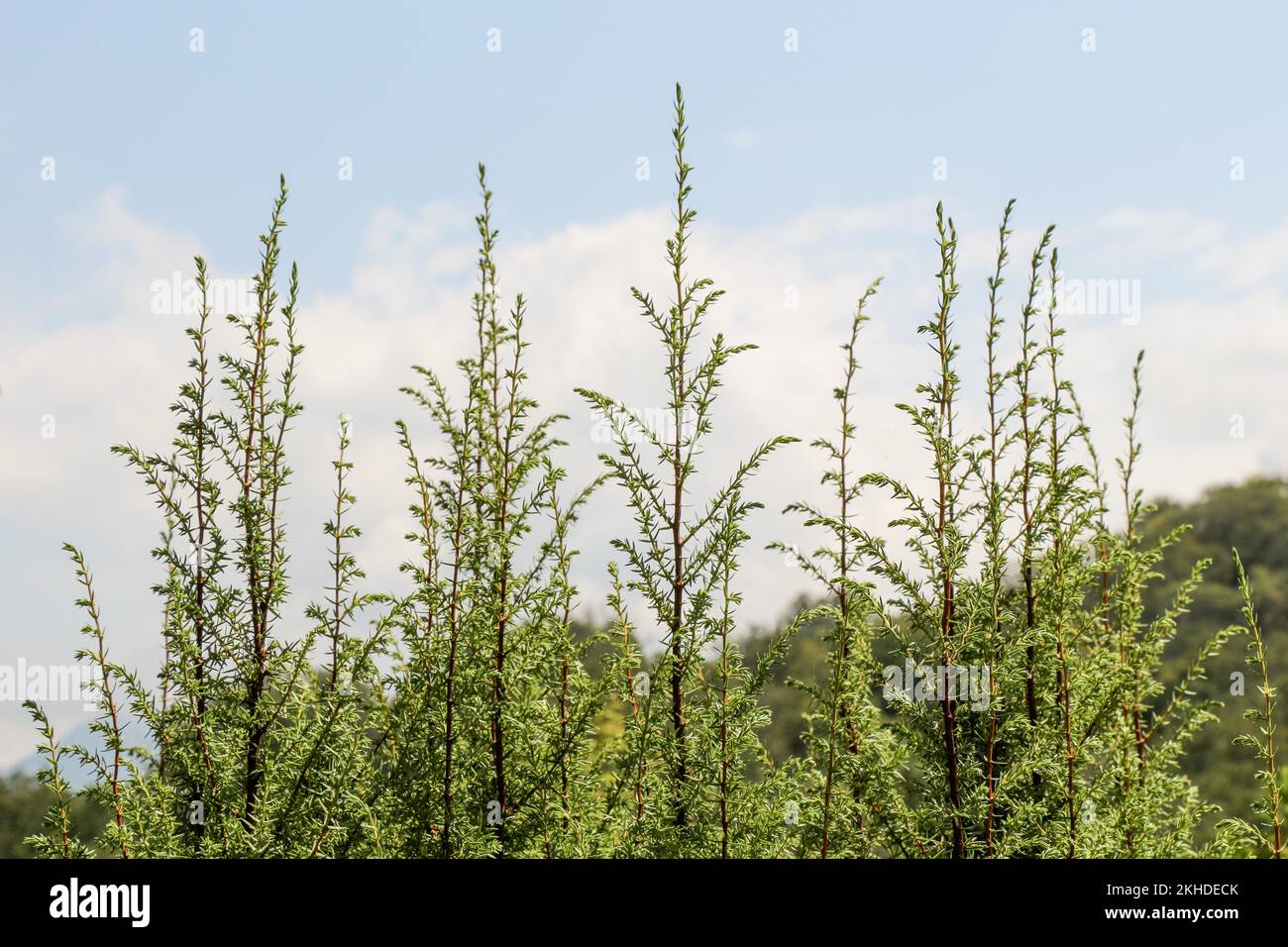 Una foto unica di brillante tenero offshoot di un albero che cresce Foto Stock