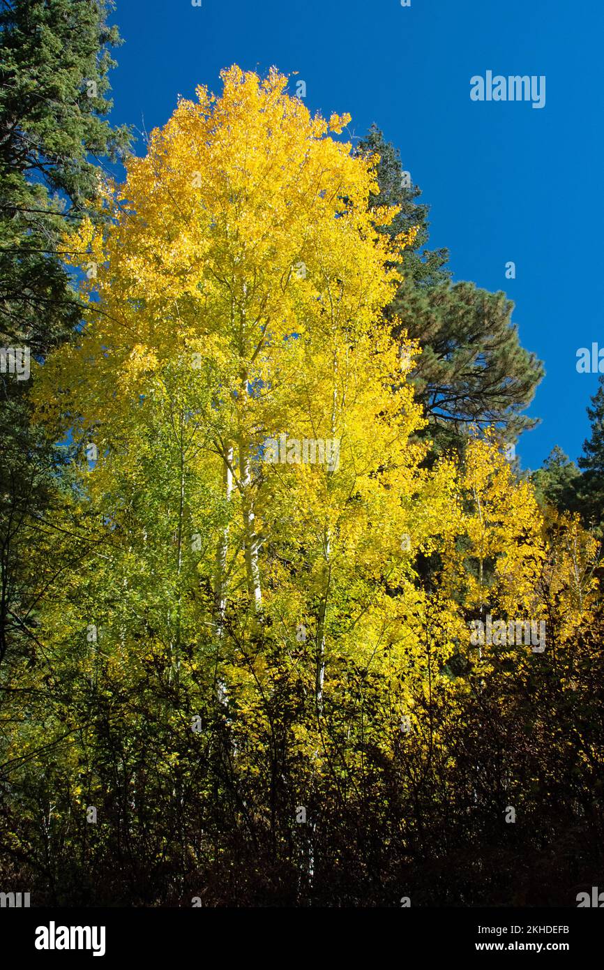 Aspen Quaking (Populus tremuloides) Foto Stock