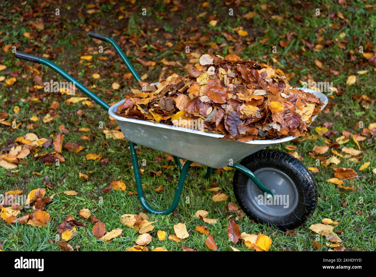 Foglie autunnali in carriola nel giardino, foglie colorate autunnali, fogliame, Germania, Europa Foto Stock