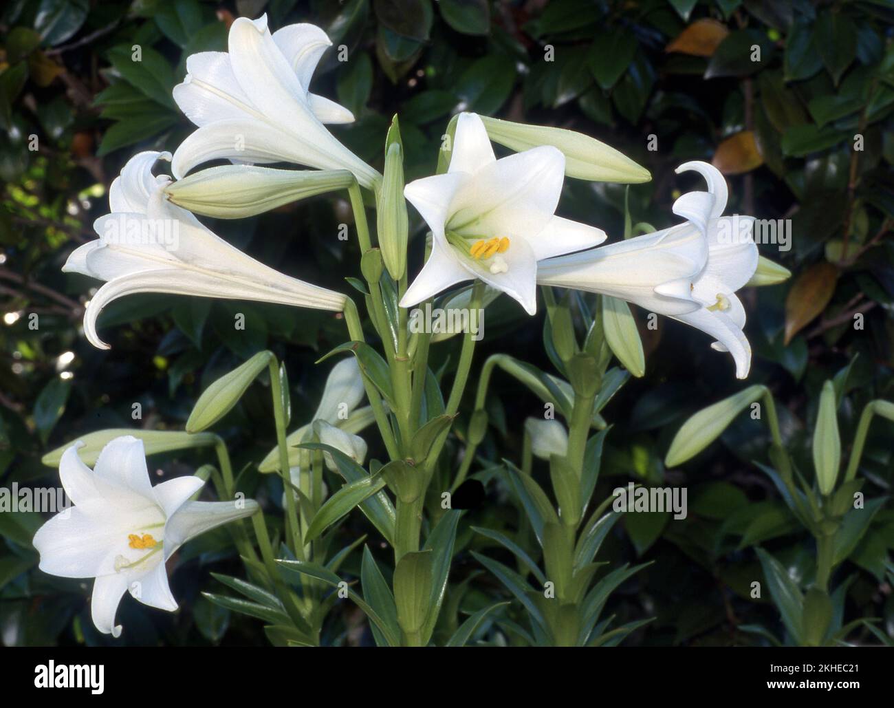 LILIUM LONGIFLORUM FIORI ANCHE CONOSCIUTO COME PASQUA O NOVEMBRE GIGLI. Foto Stock