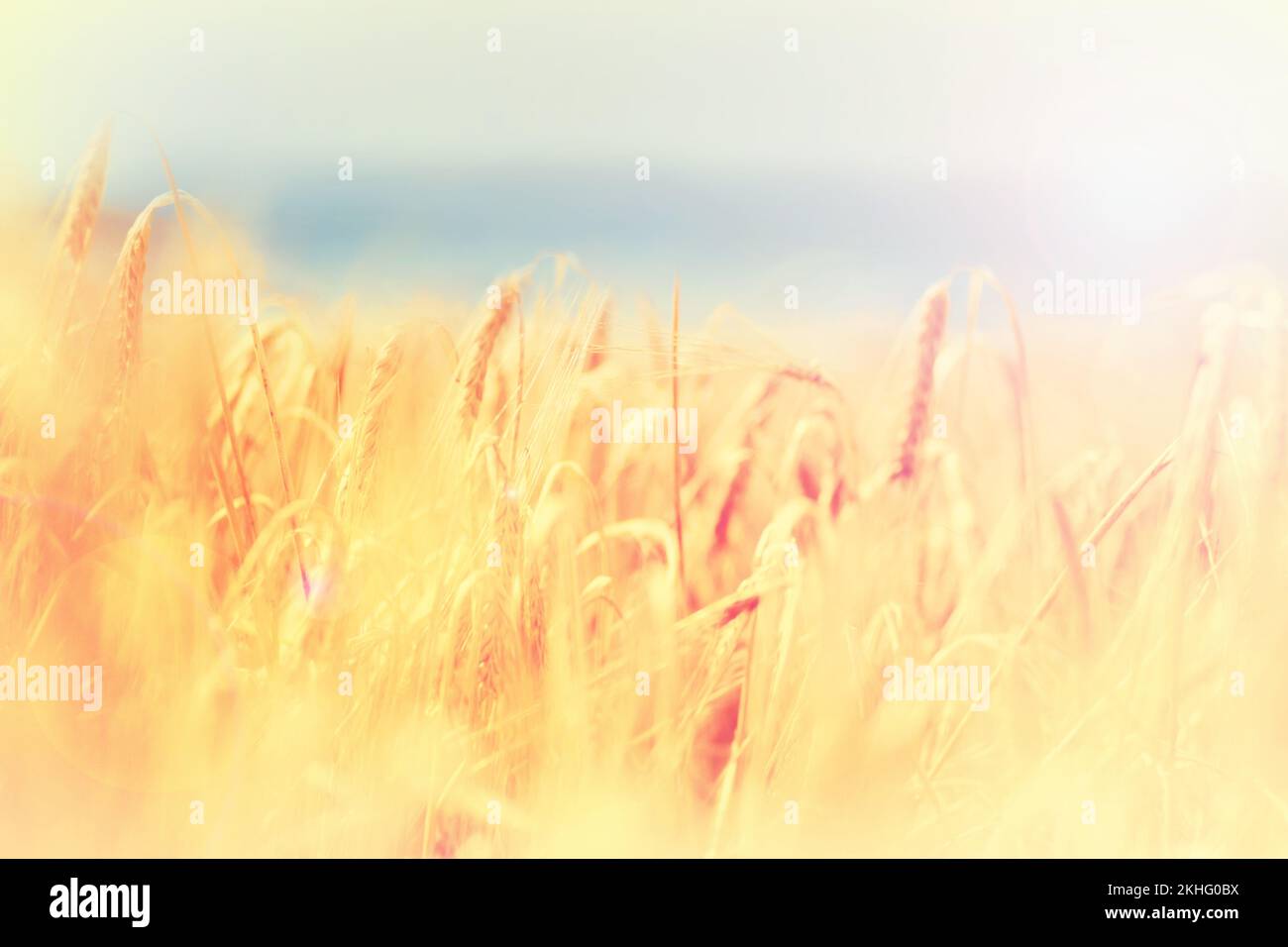 Nature mature raccolta - grano. Grano maturo - pronto per la raccolta. Foto Stock