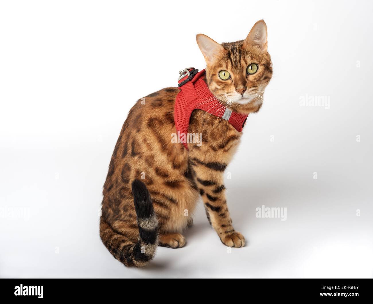 Gatto bengala in una imbracatura rossa su sfondo bianco. PET per la pubblicità di prodotti per animali domestici. Foto Stock