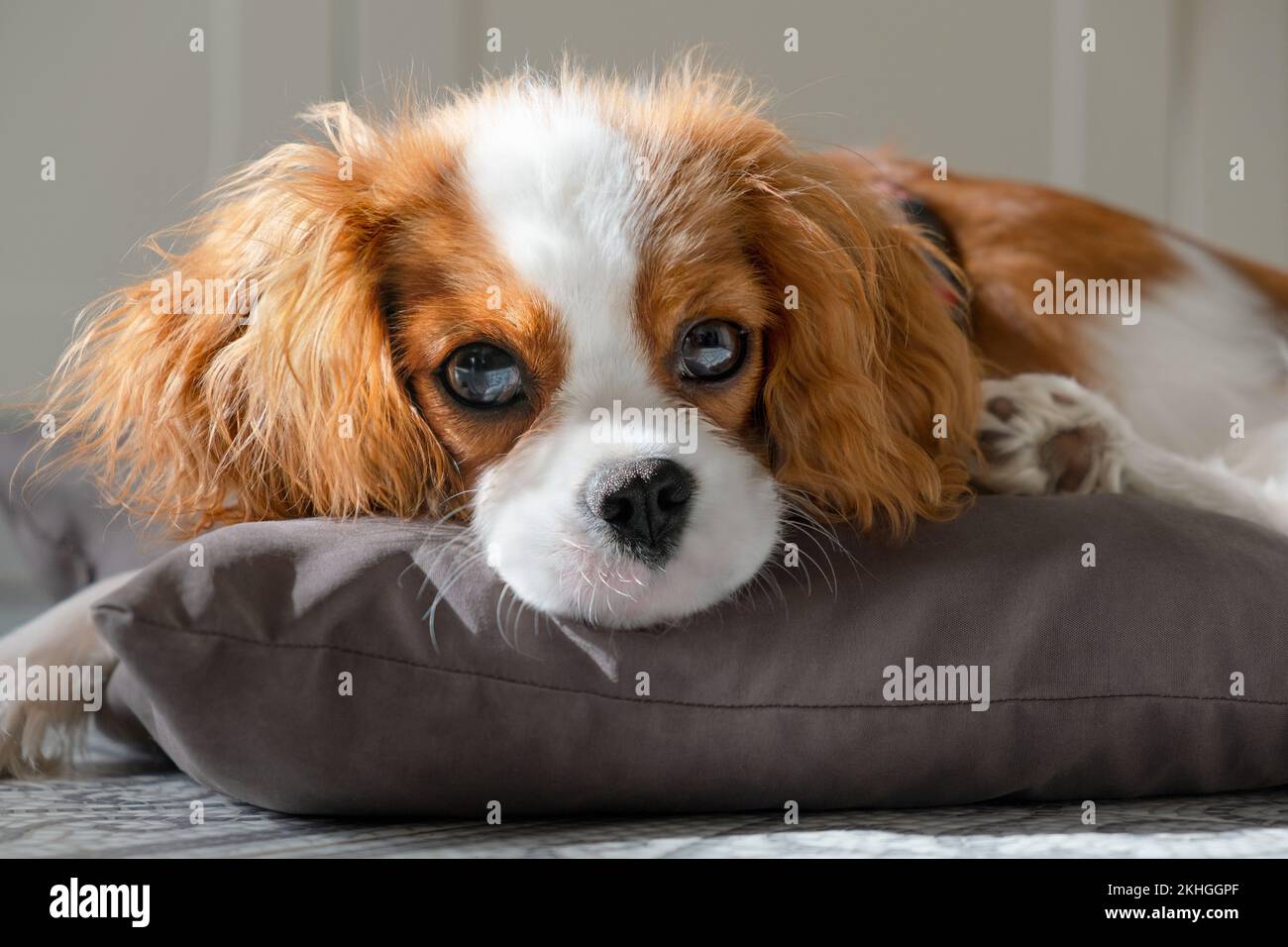 Primo piano ritratto del cucciolo di cane carino guardando la fotocamera. Cavalier. Piccolo cane di lana rossa si trova su un cuscino grigio. Concetto clinica veterinaria o animale fe Foto Stock