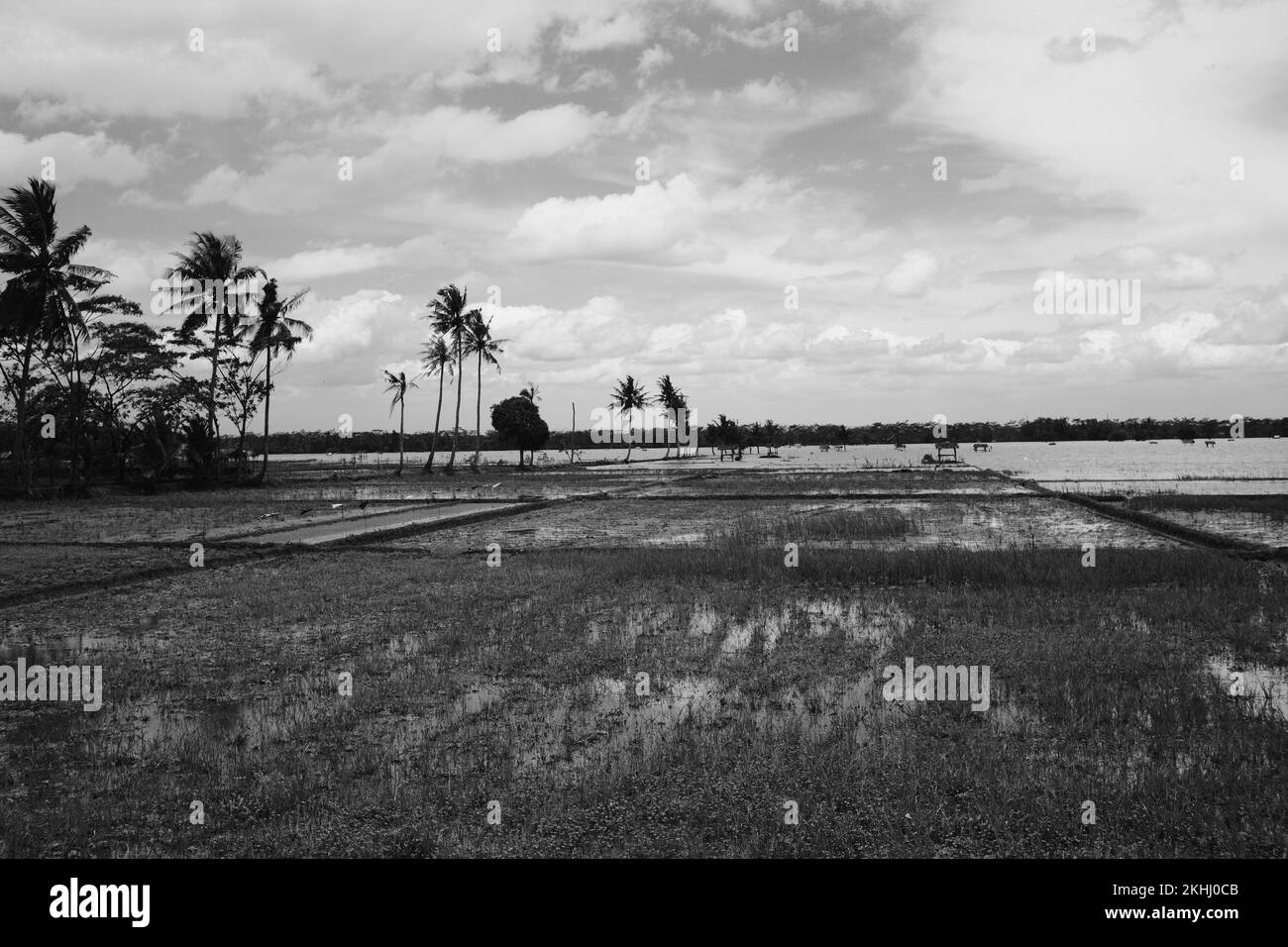 Foto in bianco e nero, foto monocromatica di risaie sommerse nell'acqua a causa delle inondazioni flash a Pangandaran - Indonesia Foto Stock