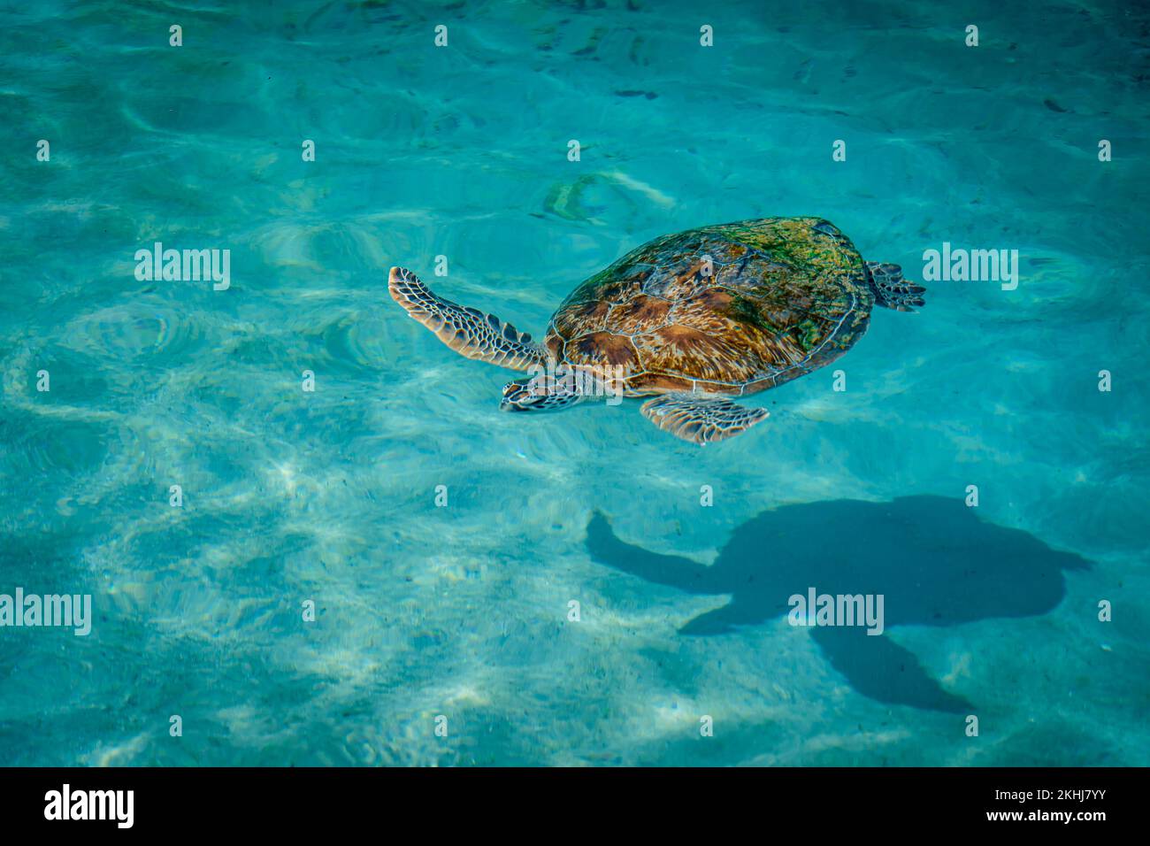 Sea Turtle nuotare in acqua Foto Stock