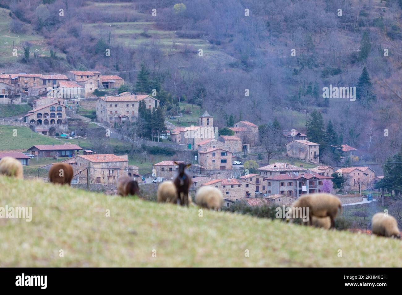 Bruguera (Ribes de Freser) con un gregge di pecore e una capra in primo piano. Ribes de Freser, El Ripollès, Girona, Catalogna, Spagna. Foto Stock