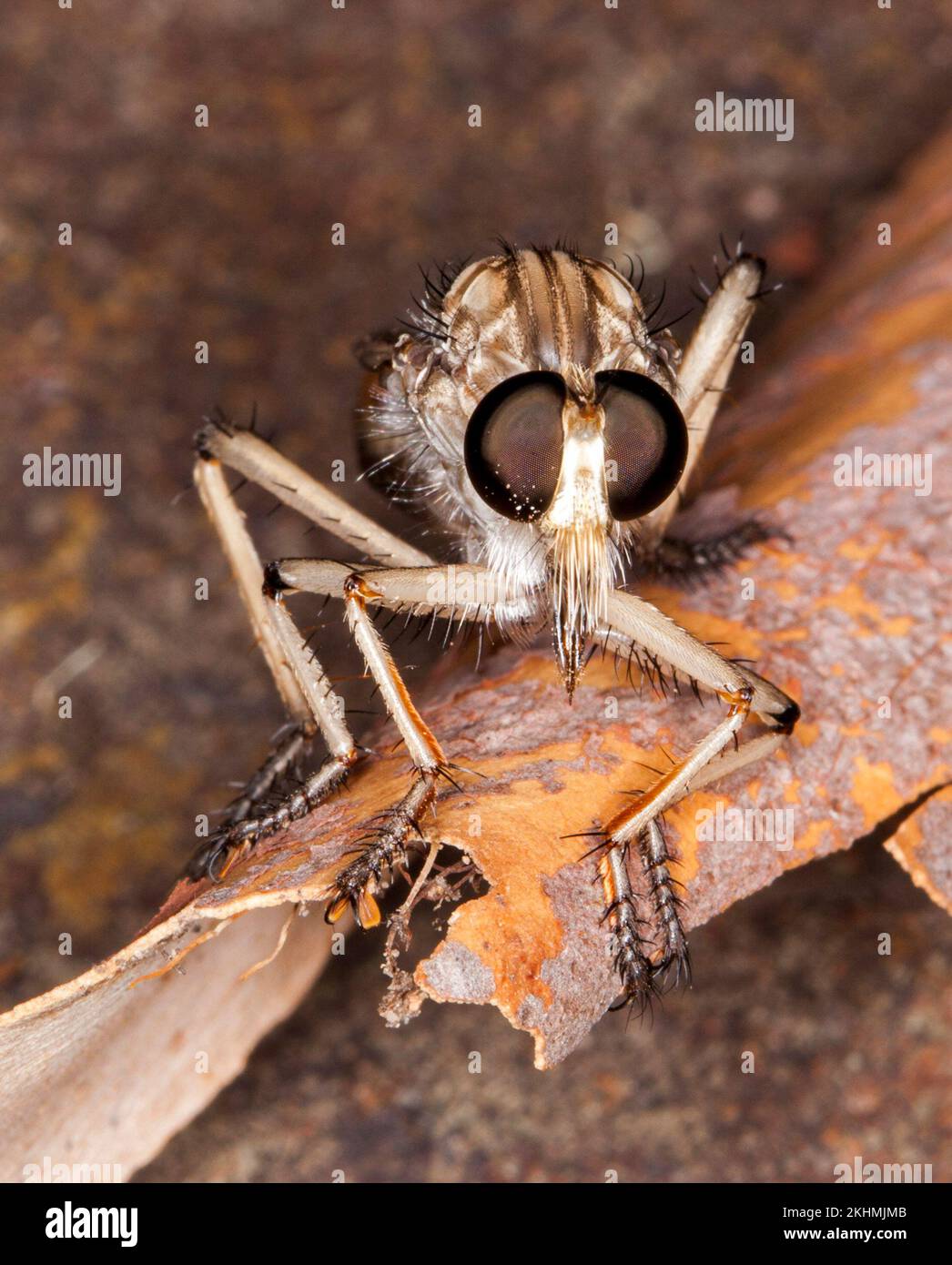 Incredibile immagine di Robber / assassin fly, famiglia Ailidae, un utile insetto predatore, su albero corteccia, di fronte macchina fotografica con occhi enormi chiaramente visibile, Foto Stock