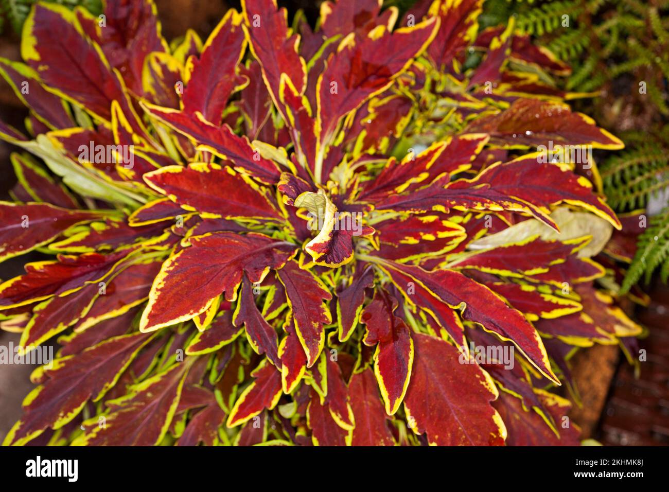 Gruppo di splendide foglie rosse vivide orlate con oro di Selenostemon scutellarioides 'le Freak', Coleus, una pianta perenne sempreverde Foto Stock
