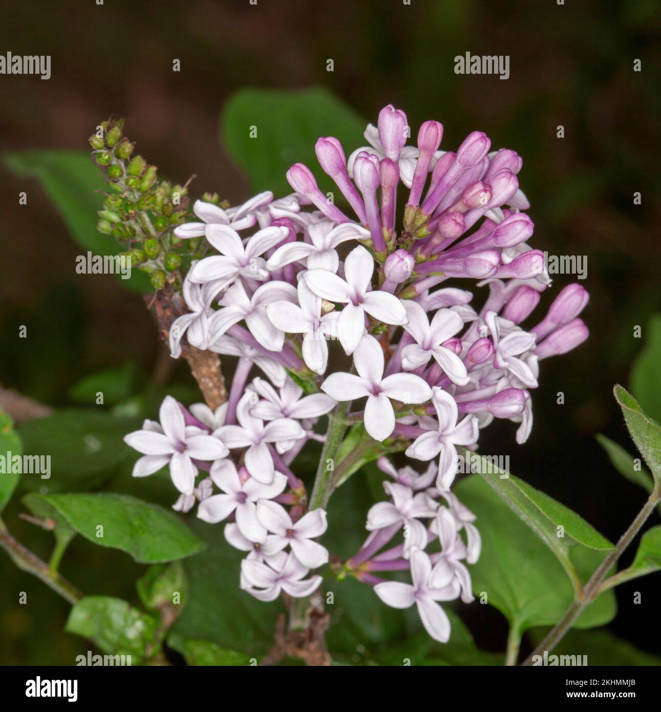 Grappolo di fiori profumati di colore rosa pallido/bianco di lilla nana, Syringa meyeri x microfylla 'nana Josee', arbusto deciduo sul dorso di foglie verdi, Foto Stock