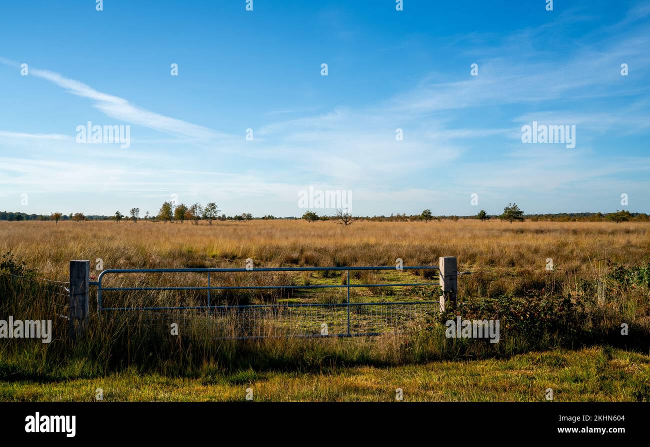 Paesaggio in una paludi a Bargerveen, Paesi Bassi Foto Stock