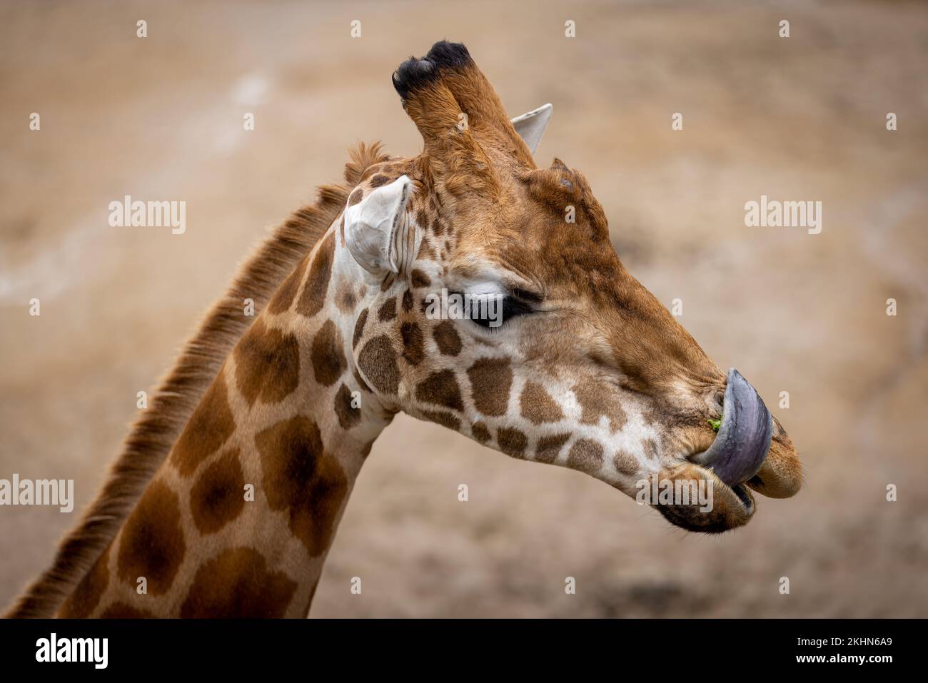 Un primo piano della testa di una giraffa con la lingua fuori dalla bocca in uno zoo a Sydney, Australia Foto Stock