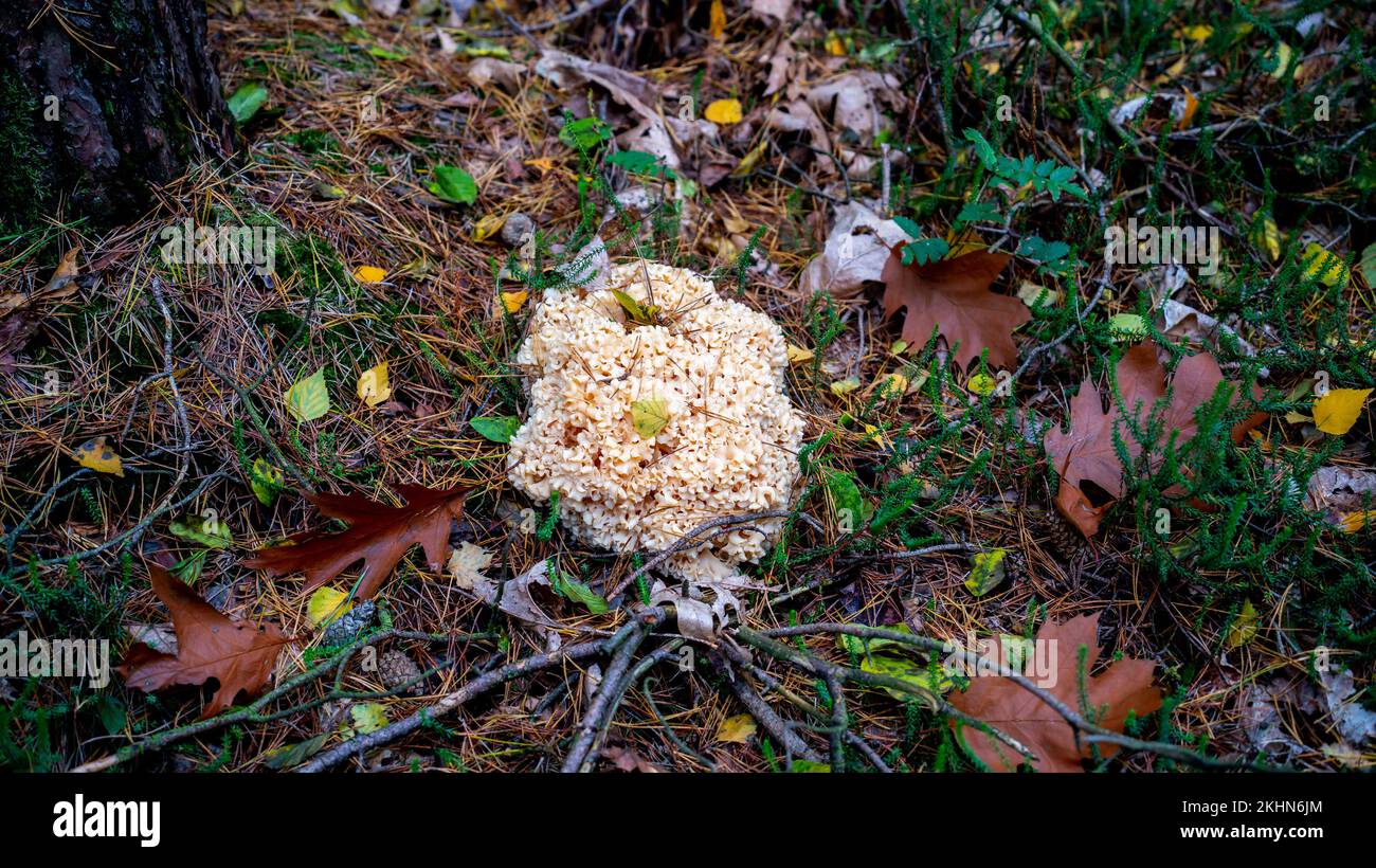 Primo piano del fungo del cavolfiore (Sparassis crispa) Foto Stock
