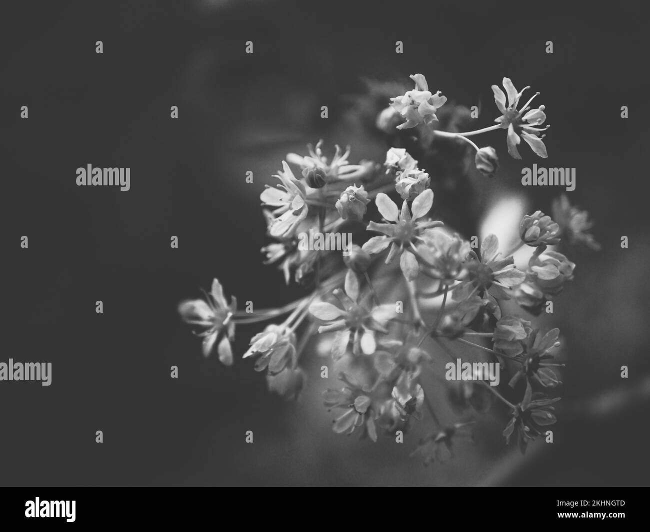 Un primo piano bianco e nero di piccoli fiori su un gambo per fondo fresco Foto Stock