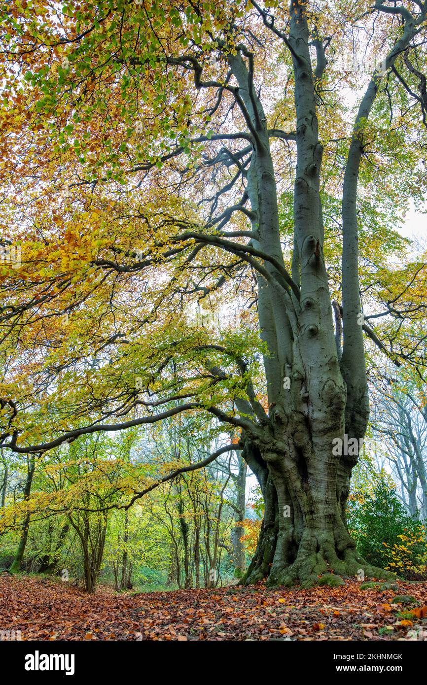 Fagus sylvatica. Antichi faggi con fogliame autunnale nella campagna del cotswold. Lineover Wood, Dowdeswell, Gloucestershire, Inghilterra Foto Stock