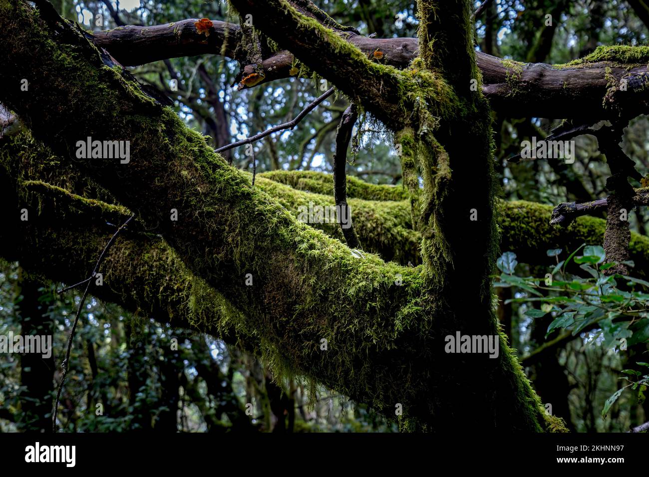 Muschio coperto alberi in foresta scura. Foto Stock