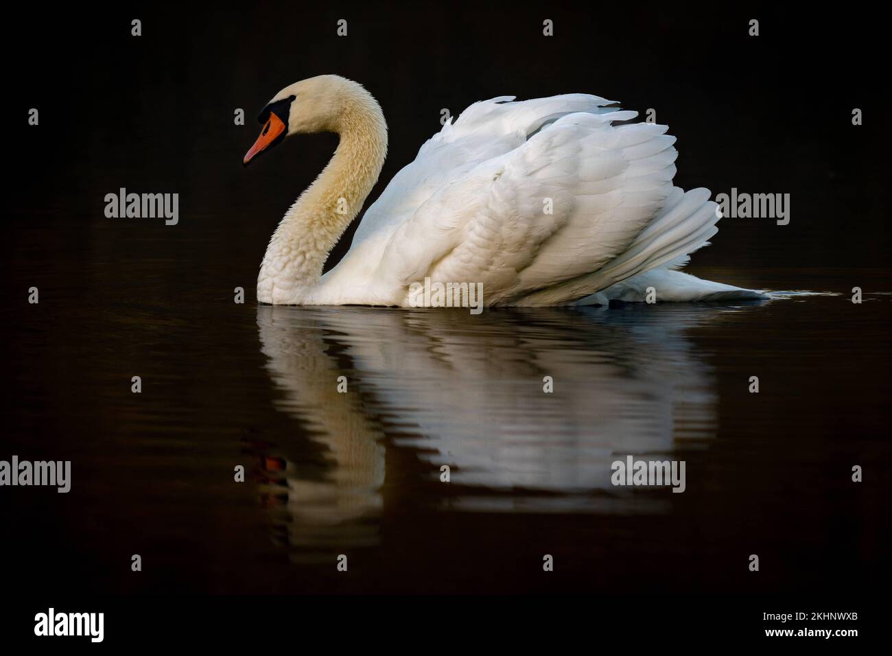 Un cigno aggraziato sull'acqua. Basingstoke, UK: QUESTE BELLE immagini mostrano la grazia dei cigni, che si riflettono perfettamente nell'acqua. Un'immagine mostra un RU di cigno Foto Stock