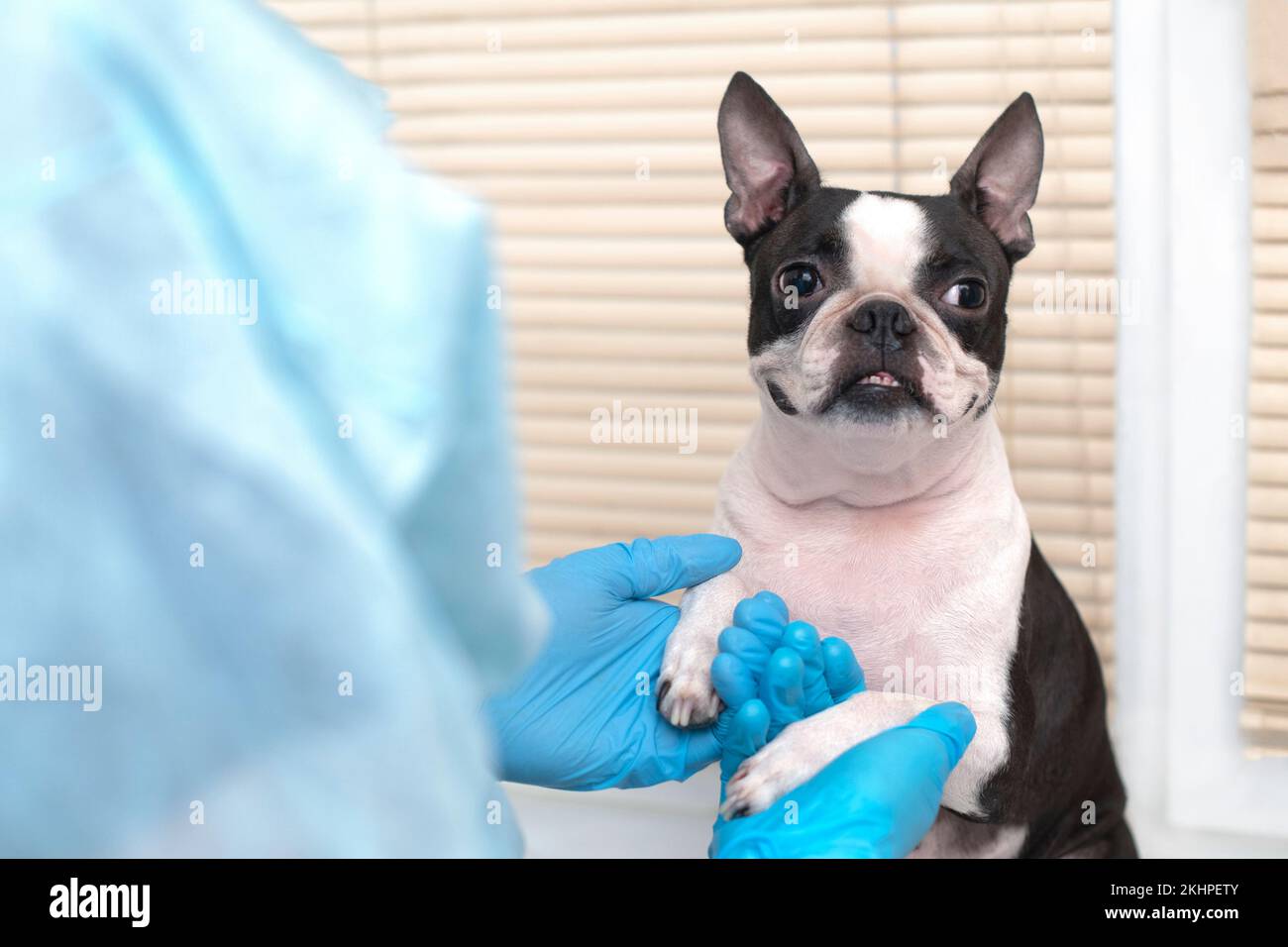 il cane da compagnia di boston terrier alla reception del medico veterinario in clinica veterinaria. Concetto di cura degli animali. Servizi veterinari. Foto Stock