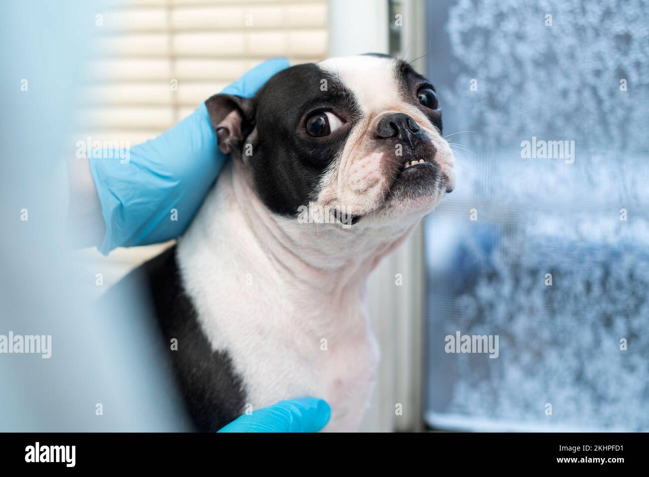 il cane da compagnia di boston terrier alla reception del medico veterinario in clinica veterinaria. Concetto di cura degli animali. Servizi veterinari. Foto Stock