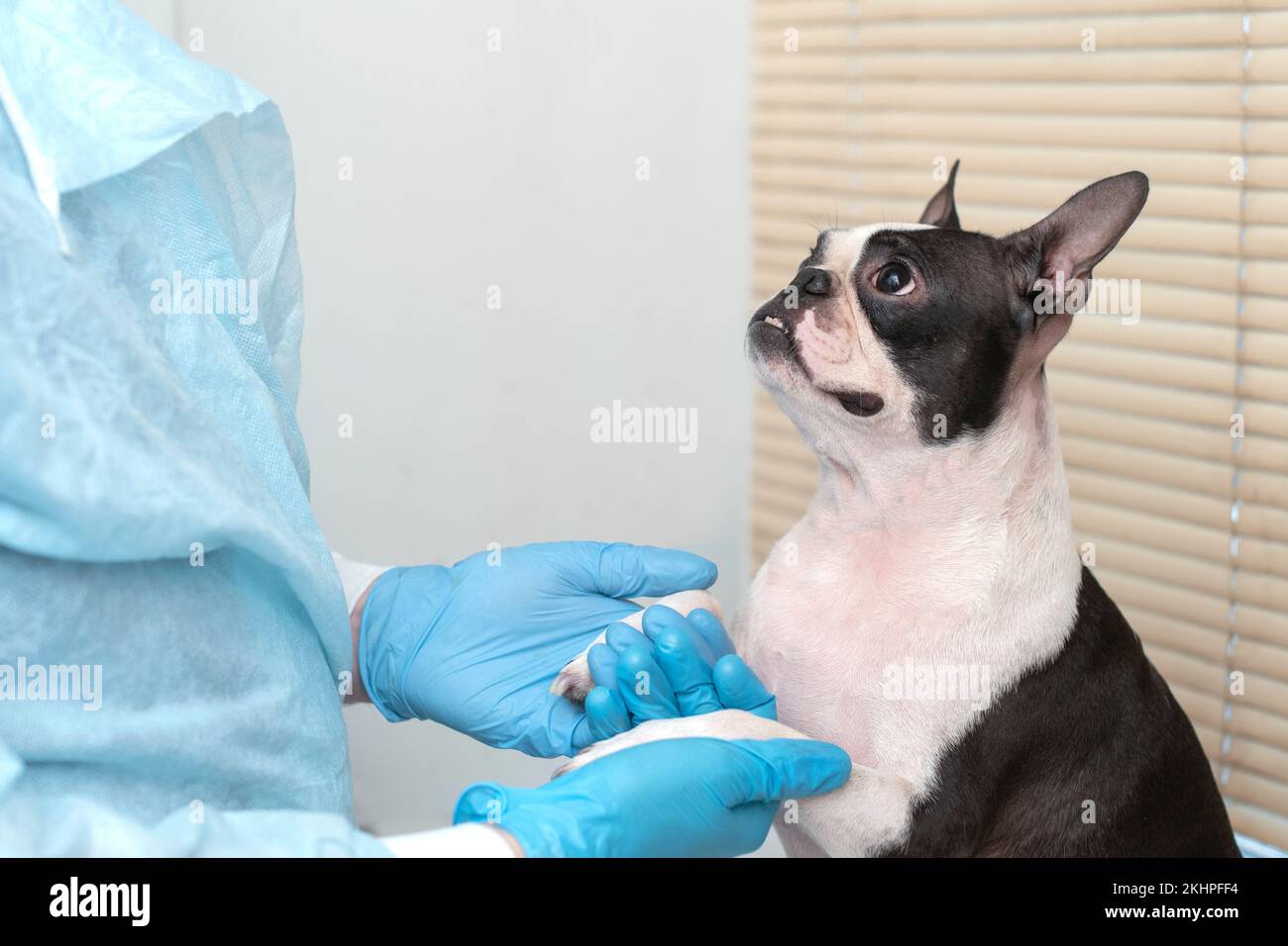 il cane da compagnia di boston terrier alla reception del medico veterinario in clinica veterinaria. Concetto di cura degli animali. Servizi veterinari. Foto Stock