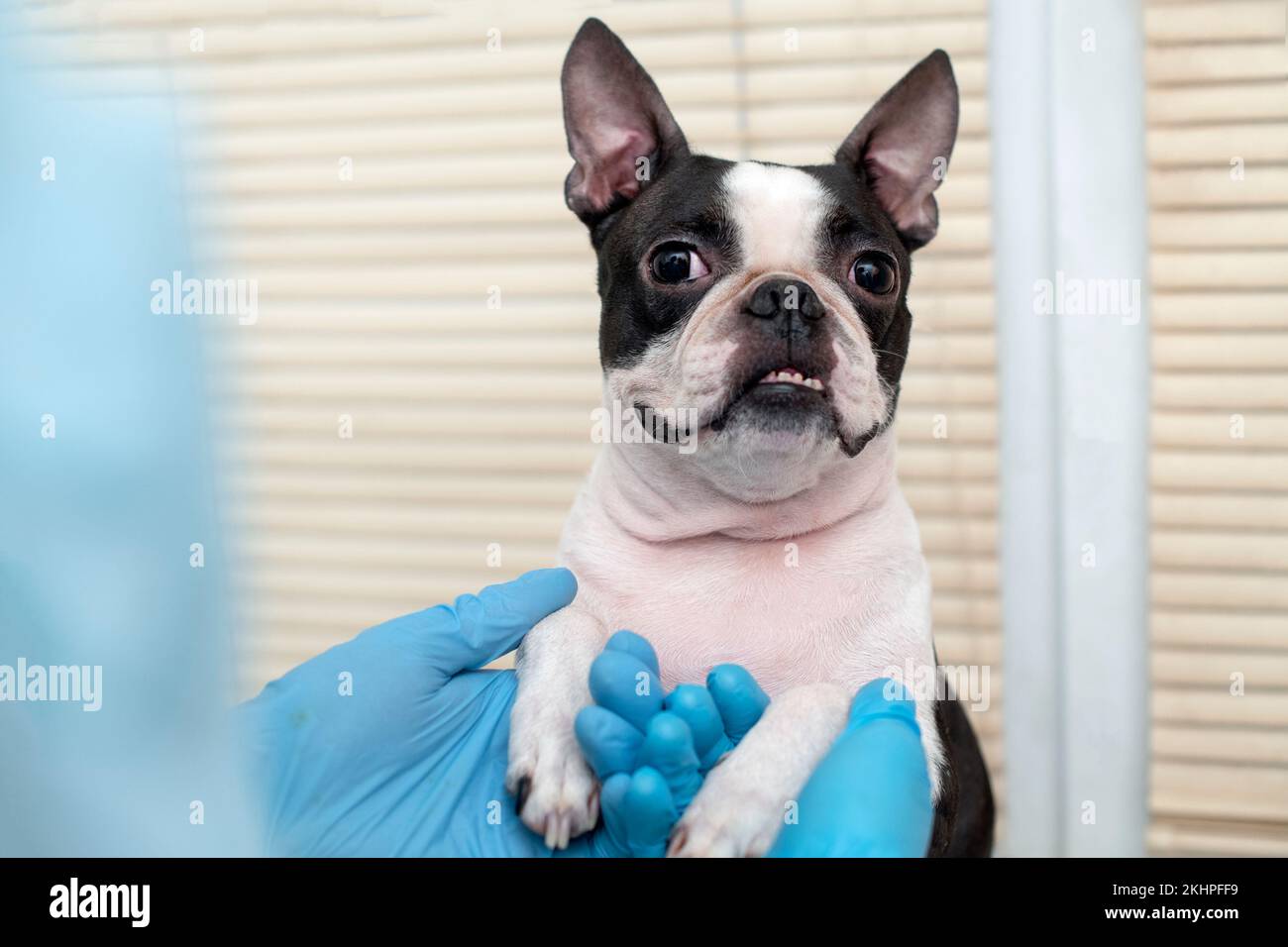 il cane da compagnia di boston terrier alla reception del medico veterinario in clinica veterinaria. Concetto di cura degli animali. Servizi veterinari. Foto Stock