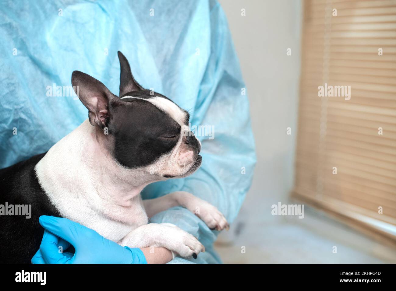il cane da compagnia di boston terrier alla reception del medico veterinario in clinica veterinaria. Concetto di cura degli animali. Servizi veterinari. Foto Stock