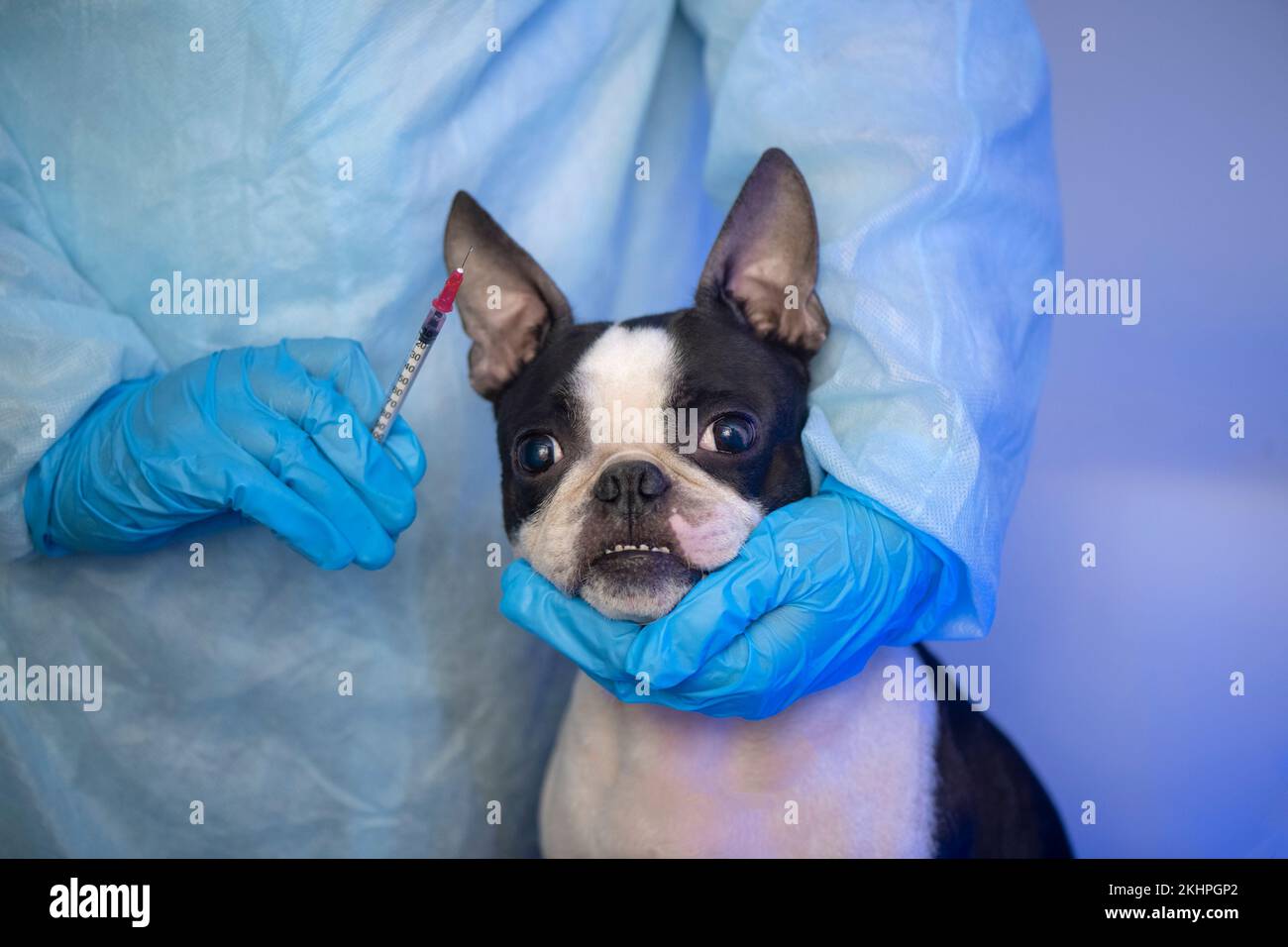 il cane da compagnia di boston terrier alla reception del medico veterinario in clinica veterinaria. Concetto di cura degli animali. Servizi veterinari. Foto Stock