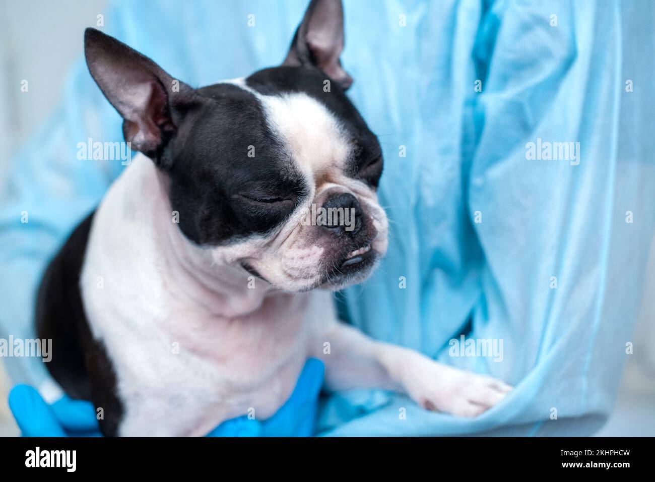 il cane da compagnia di boston terrier alla reception del medico veterinario in clinica veterinaria. Concetto di cura degli animali. Servizi veterinari. Foto Stock