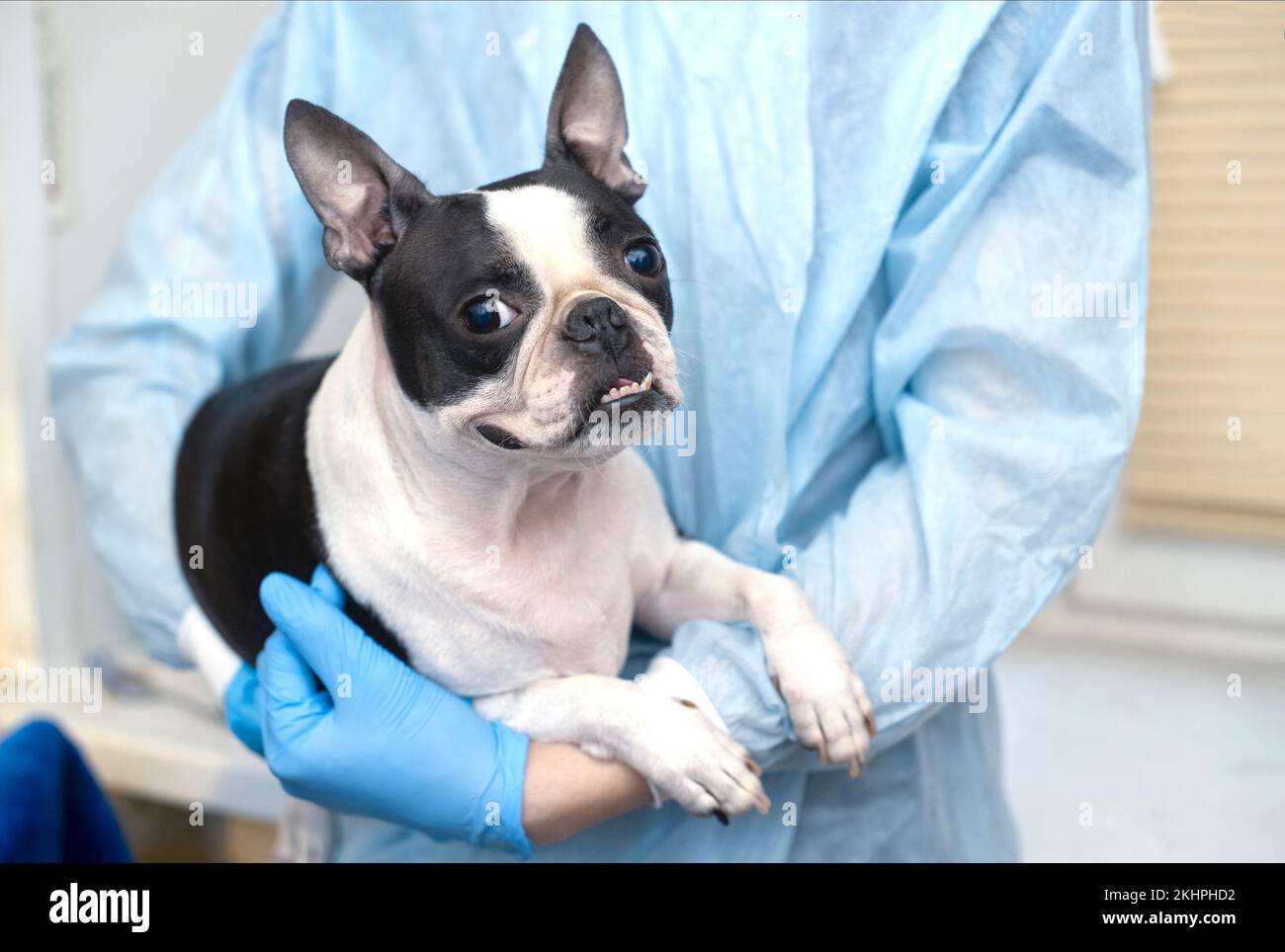il cane da compagnia di boston terrier alla reception del medico veterinario in clinica veterinaria. Concetto di cura degli animali. Servizi veterinari. Foto Stock