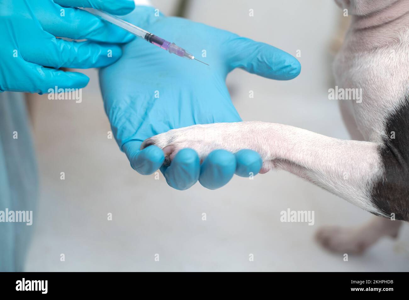 il cane da compagnia di boston terrier alla reception del medico veterinario in clinica veterinaria. Concetto di cura degli animali. Servizi veterinari. Foto Stock