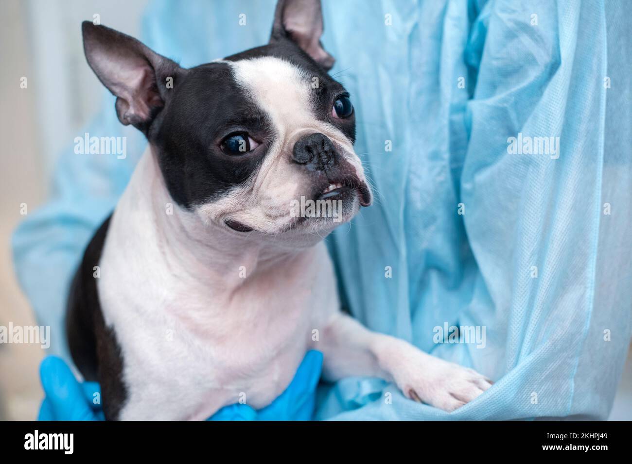 il cane da compagnia di boston terrier alla reception del medico veterinario in clinica veterinaria. Concetto di cura degli animali. Servizi veterinari. Foto Stock