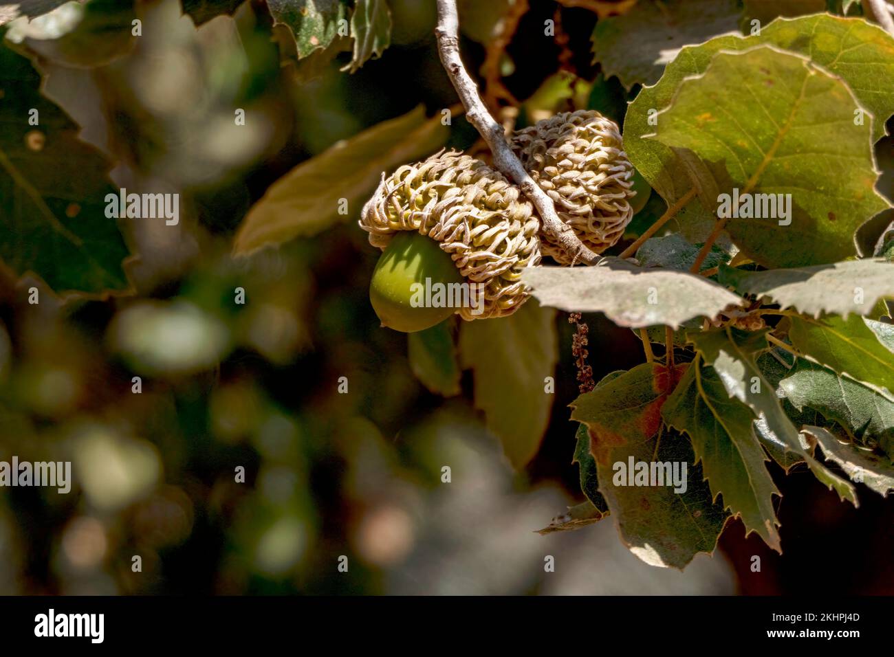 Rami di una quercia Tabor con acorni maturi si avvicinano tra il verde fogliame. Israele Foto Stock