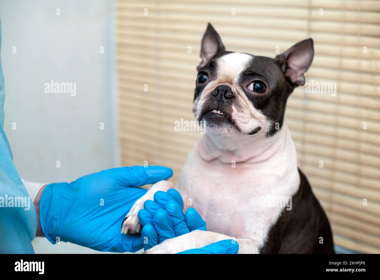 il cane da compagnia di boston terrier alla reception del medico veterinario in clinica veterinaria. Concetto di cura degli animali. Servizi veterinari. Foto Stock