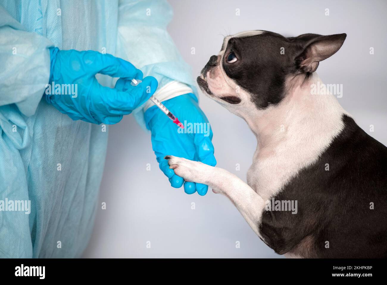 il cane da compagnia di boston terrier alla reception del medico veterinario in clinica veterinaria. Concetto di cura degli animali. Servizi veterinari. Foto Stock