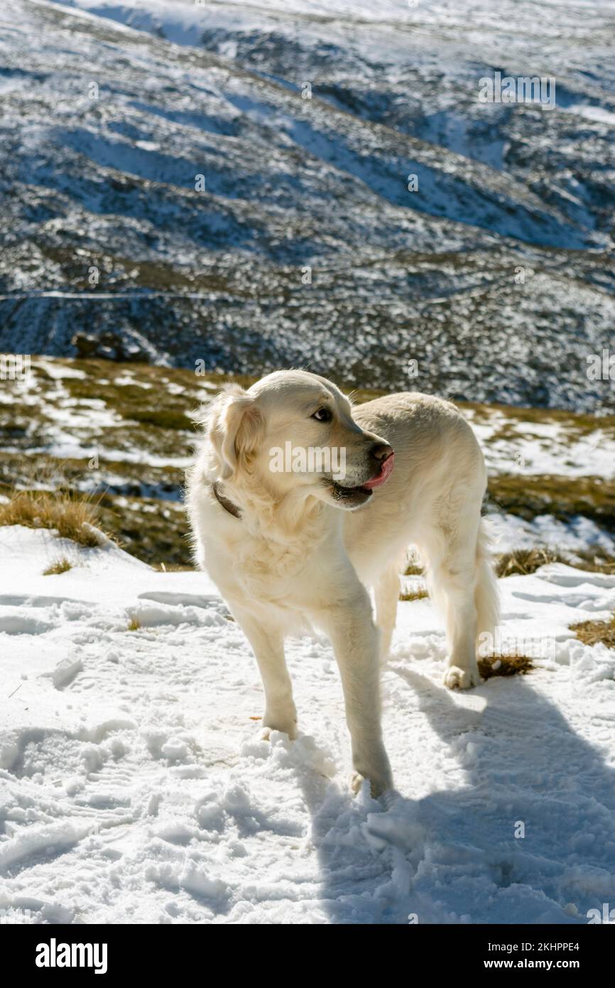 Bel cane Golden Retriever, guardando al lato, maestoso paesaggio di montagna sullo sfondo Foto Stock