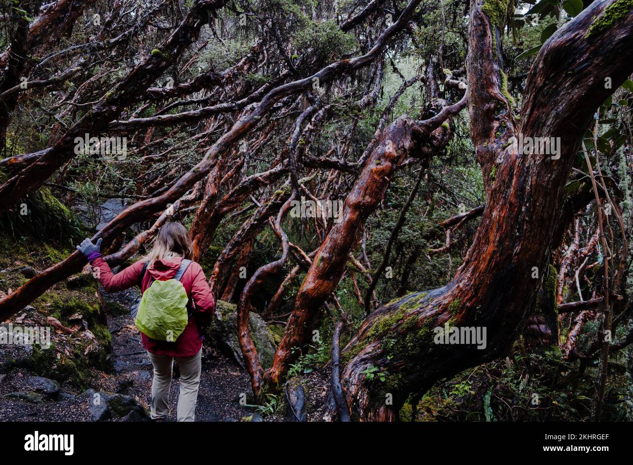 Una donna che si arrampica in una foresta di alberi di carta endemica alle regioni di media e alta quota delle Ande tropicali. Parco Nazionale di Cajas, Cuenca, provincia di A. Foto Stock