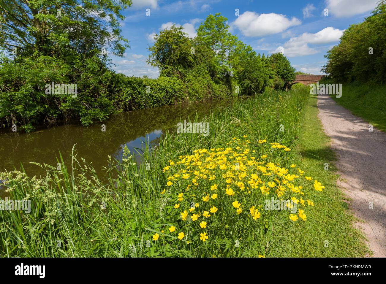 Prato Buttercup (Ranunculus acris) in fiore accanto al Bridgwater e Taunton Canal, Somerset, Inghilterra. Foto Stock