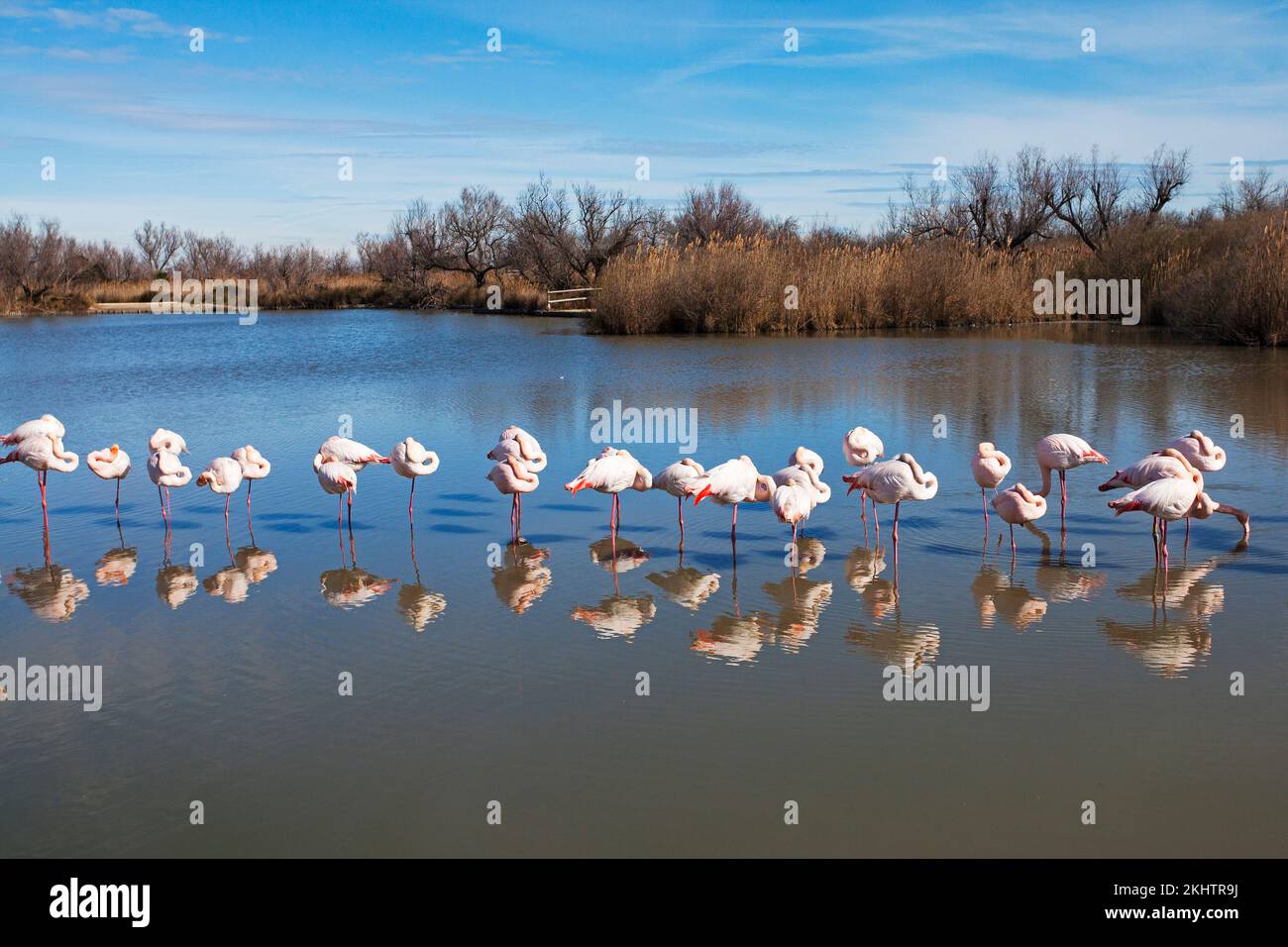 Maggiore flamingoPhoenicopterus ruber gruppo addormentato in laguna Parc Ornithologique de Pont de Gau Parco naturale regionale della Camargue Francia Febbraio 20 Foto Stock