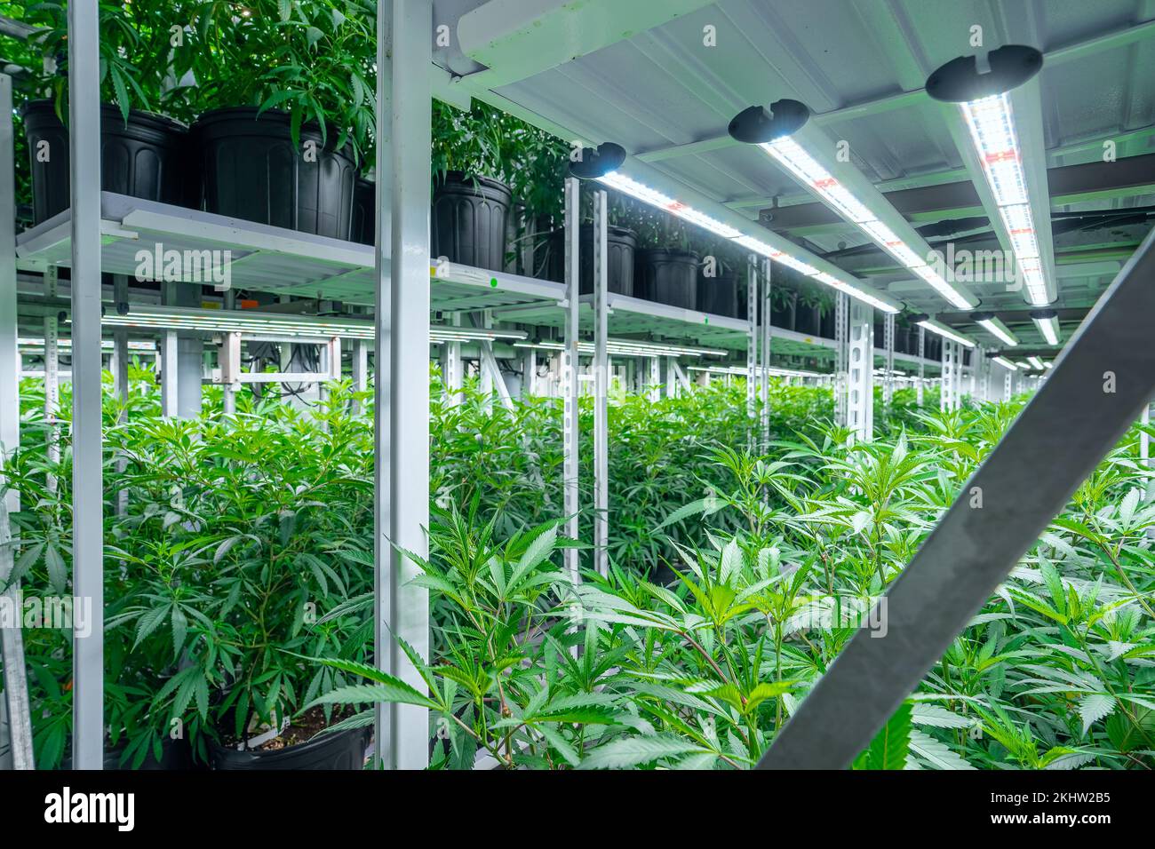 Le piante di cannabis maturano sotto luce artificiale in una stanza di crescita Foto Stock