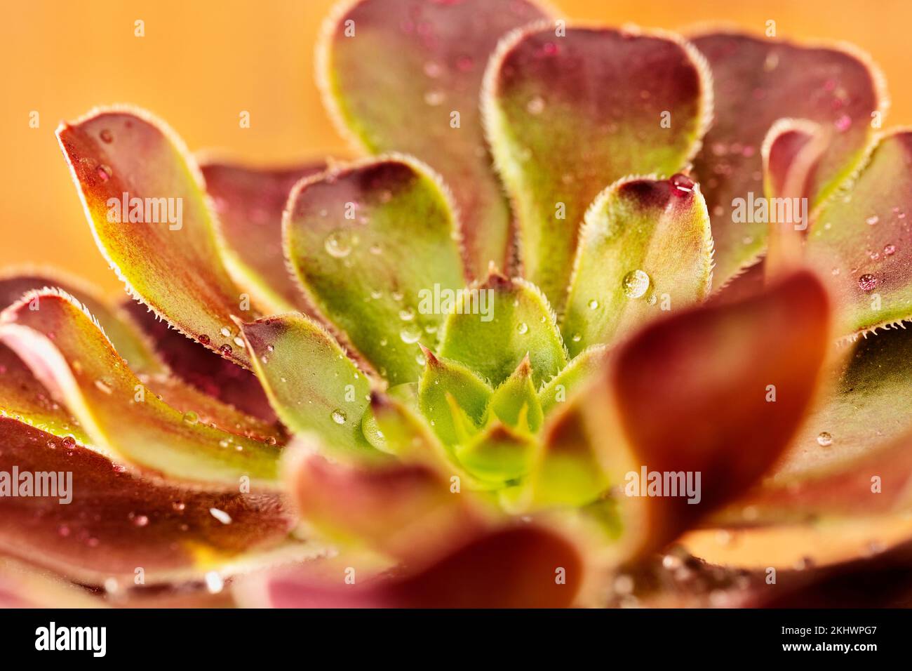 Pianta di sempervivum tectorum, il comune houseleek con gocce d'acqua, succulente pianta sempreverde Foto Stock