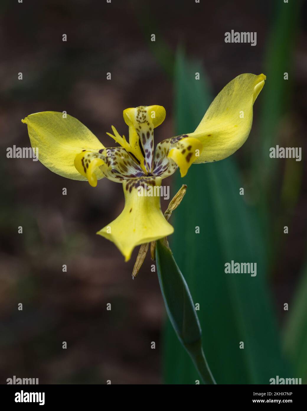 Primo piano di giallo brillante con macchie marroni fiore di trimezia fosteriana o trimezia steyermarkii fiorire all'aperto su sfondo naturale scuro Foto Stock