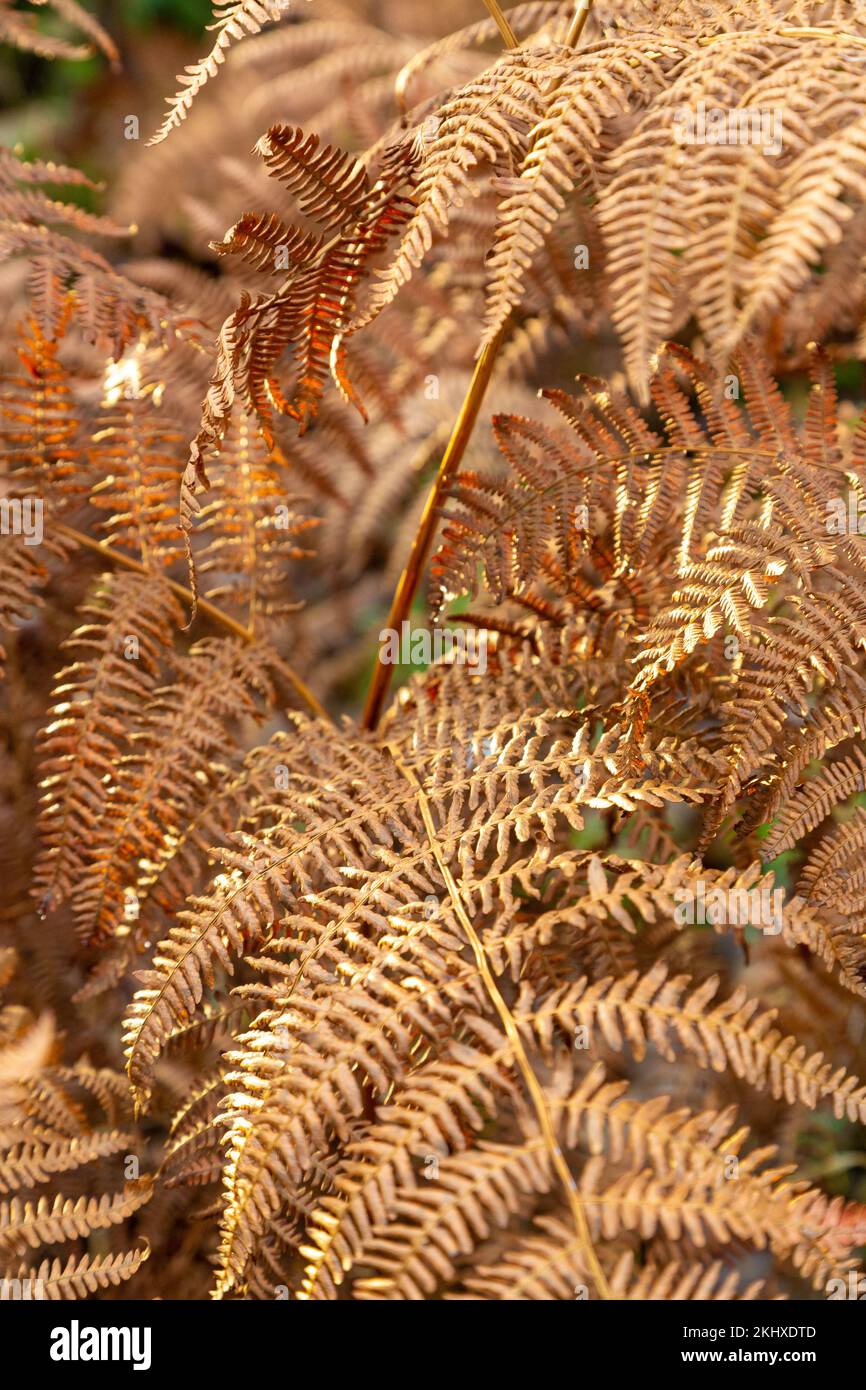 Le foglie di Bracken cambiarono in un colore di bronzo autunnale Foto Stock